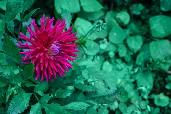 Yeşil yaprakların arka planında mor pembe Aster. Kopya alanı olan sonbahar bahçesi