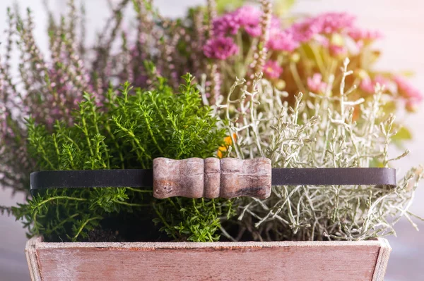 stock image Moss in wooden basket with green plants and flowers on white background. Mothers day, Valentines day, birthday greeting card 