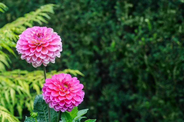 Dahlias Rose Pourpre Sur Fond Feuilles Vertes Jardin Automne Avec — Photo