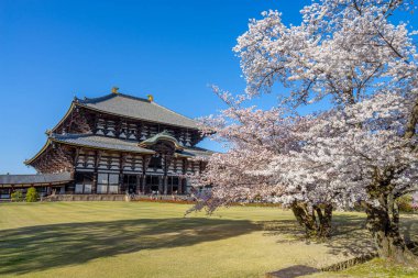 Japonya 'nın Nara kentindeki Todaiji Tapınağı' ndaki halka açık parkların önündeki güzel kiraz ağacı..