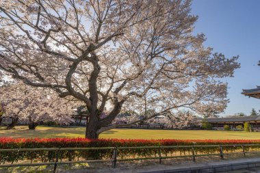 Çok güzel bir kiraz ağacı güneş ışığı Japonya 'nın Nara kentindeki halka açık parklarda gölgeleniyor..