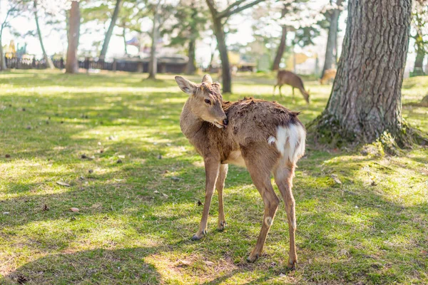 Egy Szarvas Karcolás Bundájába Amit Japán Nara Parkban Takarított — Stock Fotó