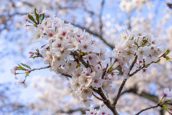 Güzel beyaz kiraz çiçekleri ve Japonya 'da bahar zamanı hepsi arka bahçede çiçek açarlar..
