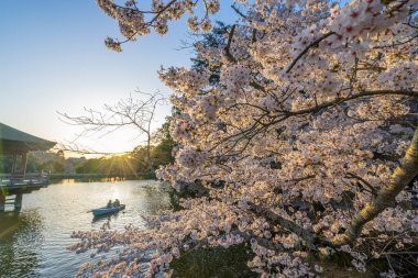 Ukimido 'daki Sagiike göletinin yakınlarında açan tamamen pembe kiraz çiçeklerinin güzel manzarası. Arka planda romantik bir çift. Japonya' nın Nara şehrinde..