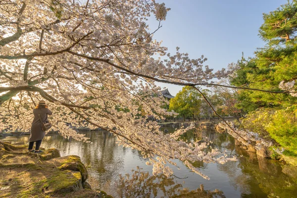 Japonya, Nara 'da akşam vakti göletin kenarında açan tamamen pembe kiraz çiçeklerinin güzel manzarası..