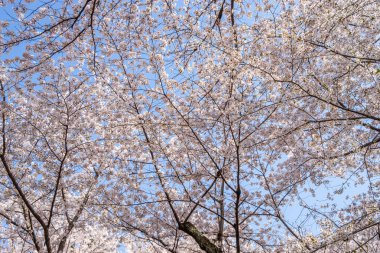 Güzel beyaz kiraz çiçekleri ve Japonya 'da bahar zamanı hepsi arka bahçede çiçek açarlar..