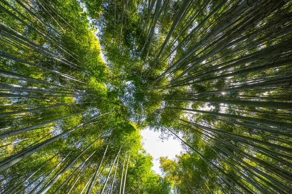 Beautiful Arashiyama Bamboo Groove with upper view with long straight angle in Kyoto, Japan