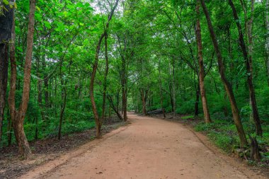 Arka planda yeşil ağaçlarla kaplı kirli bir yol Phu Phra Bat Tarihi Parkı, Udon Thani, Tayland.