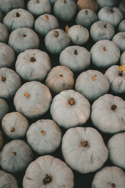 Bir sürü balkabağı, sonbahar sebzeleri, cadılar bayramı