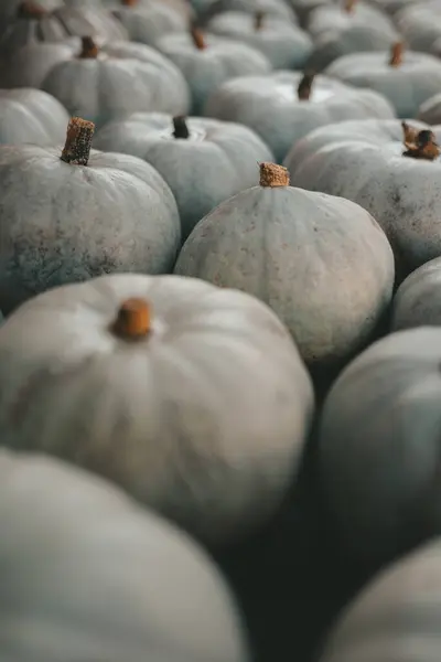 Bir sürü balkabağı, sonbahar sebzeleri, cadılar bayramı