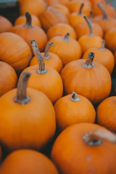 Turuncu balkabakları, sonbahar, Ekim, Cadılar Bayramı