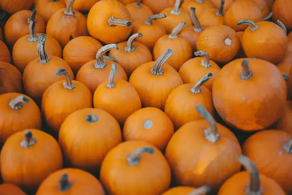 Turuncu balkabakları, sonbahar, Ekim, Cadılar Bayramı