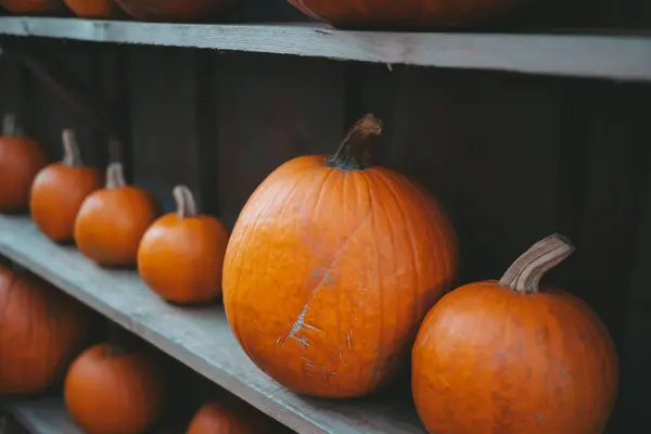 Tahta bir rafta kabaklar