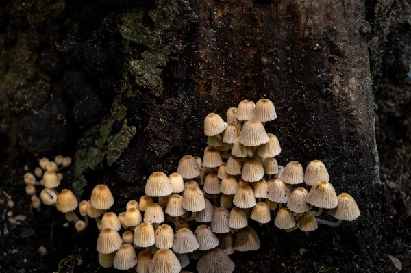 Coprinellus disseminatus. Fairy inkcap. Trooping crumble cap mushrooms on tree trunk in nature.