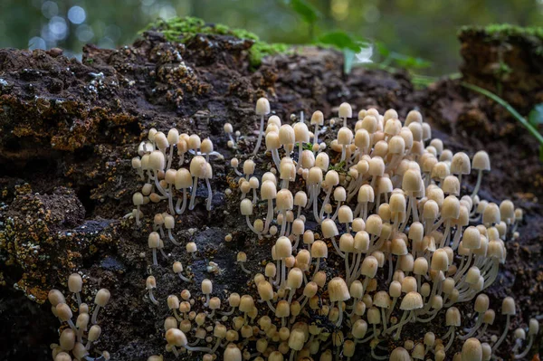 Coprinellus Disseminatus Boné Tinta Fada Trooping Crumble Cap Cogumelos Tronco — Fotografia de Stock