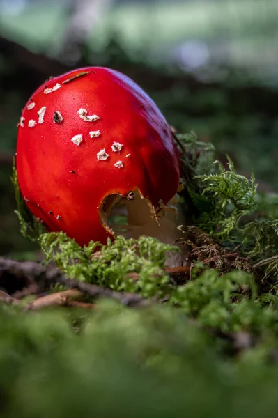 Amanita Muscaria Cogumelo Tóxico Vermelho Voar Agárico Voar Amanita — Fotografia de Stock