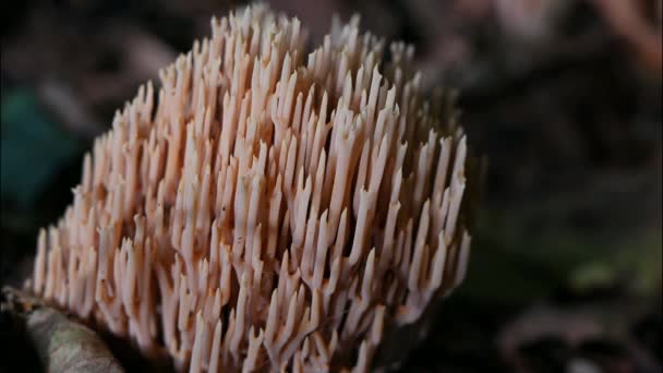 森林里的蘑菇 金银花菇 一个毒药Ramaria Mairei Donk的实时 放大点 — 图库视频影像