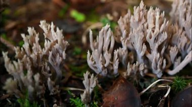 Yerdeki mantarlar. Ramaria pallida mantarı. Gerçek zamanlı zehirli bir Ramaria Mairei Donk. Pan.