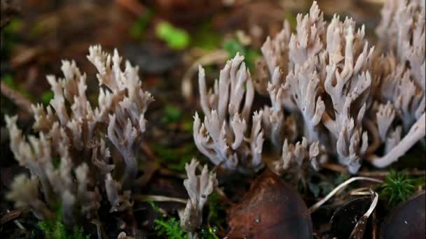 Mushrooms Ground Ramaria Pallida Mushroom Real Time One Toxic Ramaria — Stock Video