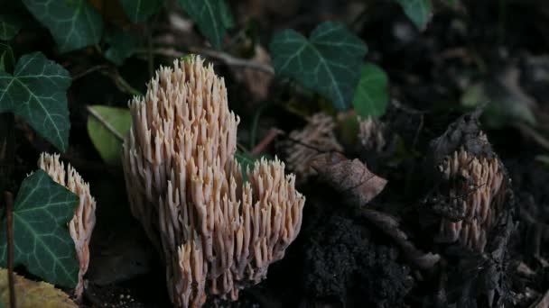 Грибы Земле Ramaria Pallida Mushroom Реальное Время Одной Токсичной Рамарии — стоковое видео