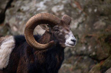 Koyun portresi. Avrupa Korsika Mouflon 'u. Bir erkek Ovis aries musimonu.
