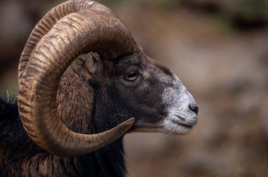 Koyun portresi. Avrupa Korsika Mouflon 'u. Bir erkek Ovis aries musimon. Hayvan kafası..