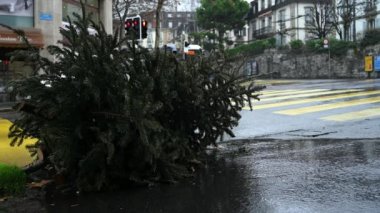 Abandoned Christmas trees beside the road after the holidays. Ecology, environment and waste concept. Real time. Lausanne, Switzerland.