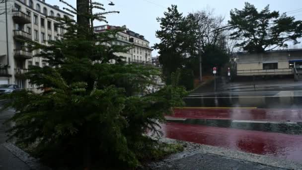 假日过后 路旁的圣诞树被废弃了 环境和废物概念 瑞士洛桑 — 图库视频影像