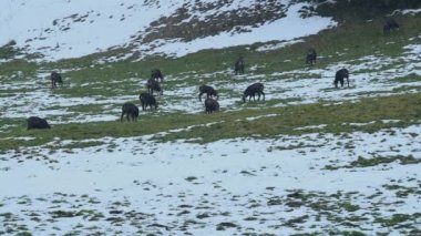 Bir grup papağan karda yürüyor ve otluyor. Kışın Rupicapra rupicapra. Lieu, Vaud, İsviçre.