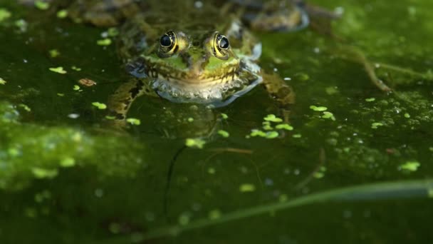 Žabí Pláč Evropská Žába Vodě Pelophylax Lessonae Volá Nafouklým Hlasivkovým — Stock video