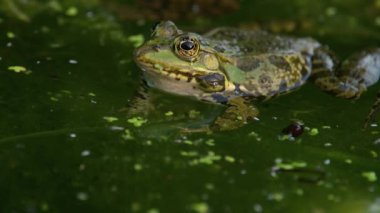 Kurbağa ağlıyor. Suda bir Avrupa kurbağası. Pelophylax Dersi, şişirilmiş ses kesesiyle arıyor. Üreyen erkek havuz kurbağası. Bataklık Kurbağası. Gerçek zamanlı..