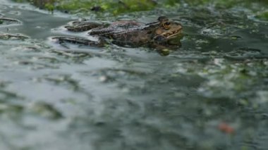 Kurbağa ağlıyor. Sudaki Avrupa kurbağası. Pelophylax Dersi, ağzının her iki tarafında şişmiş ses kesesiyle arıyor. Üreyen erkek havuz kurbağası. Bataklık Kurbağası. Gerçek zamanlı. 4K
