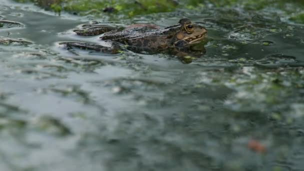 青蛙在哭泣欧洲青蛙在水里 耳垂在口腔两侧以鼓胀的声囊呼救 繁殖雄性池蛙 沼泽蛙 — 图库视频影像