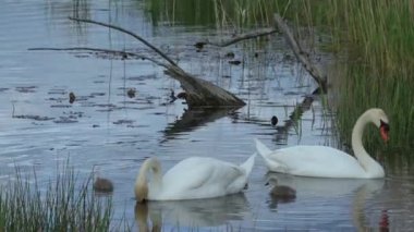 Mute swan family with cygnets swimming and foraging. Family swan with babies in spring. Cygnus olor. Real time. 4K.