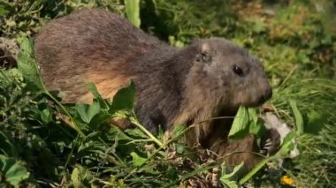 Marmot eating grass. Close-up of Alpine marmot in the Swiss Alps in summer. One marmota marmota. Real time. 4K.