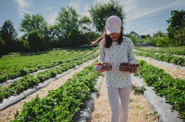 Child picking strawberries. One Asian girl in the organic farm in spring.