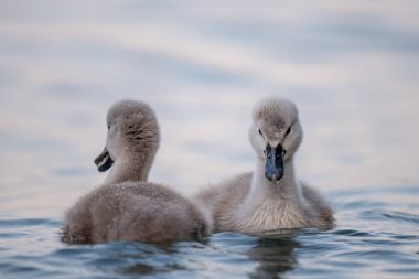 Swan babies in water. Two grey little Mute swan cygnets swimming in lake Geneva. Cygnus olor in spring.