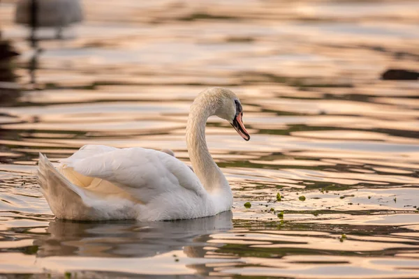 天鹅在水里 夕阳西下 一只白色的沉默天鹅在湖中游泳 日内瓦湖的天鹅座颜色 — 图库照片