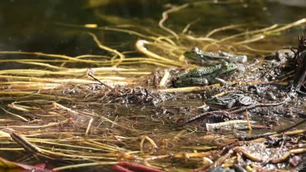 Kikker Het Water Drie Kikkers Zon Real Time Van Pelophylax — Stockvideo