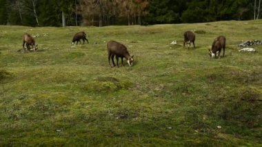 Bir grup papağan yürüyor, koşuyor ve otluyor. İlkbaharda ormanda Rupicapra rupicapra. Lieu, Vaud, İsviçre.