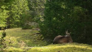 Chamois yerde yatıyor. İlkbaharda ormanda dinlenen Rupicapra Rupicapra 'nın arka görüntüsü. Lieu, Vaud, İsviçre.