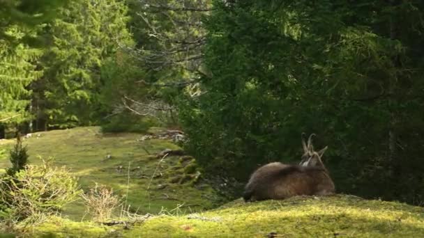 Chamois Yerde Yatıyor Lkbaharda Ormanda Dinlenen Rupicapra Rupicapra Nın Arka — Stok video
