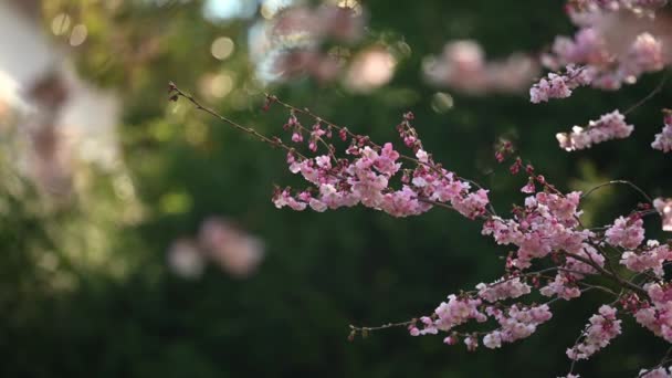 Розовые Цветы Зеленым Фоном Весной Цветет Вишня Растение Чернослив Солнечный — стоковое видео