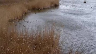 Ördek ve yağlı boya suda yüzüyor. Kırmızı ibikli kapsül sürüsü ve kamışlı büyük ibikli yaban ördekleri. Netta rufina. İsviçre 'de doğa rezervi. Gerçek zamanlı..