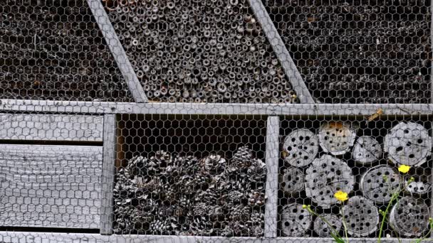 Zamykamy Hotel Owadów Pszczoły Latające Wchodzące Dziur Schroniska Dla Zwierząt — Wideo stockowe