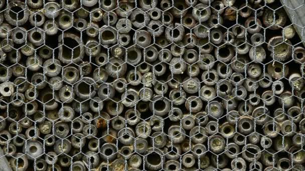 Close Insect Hotel Bees Flying Entering Holes Animal Shelter Osmia — Stock Video