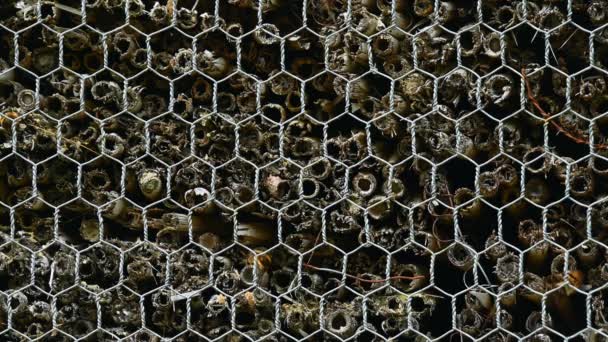 昆虫のホテルのクローズアップ 蜂が飛んで動物の避難所の穴に入る オスミア コルヌータ 昆虫館 — ストック動画