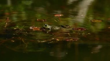 Kurbağa suda ağlıyor. Avrupa kurbağası. Pelophylax Dersi, şişirilmiş ses kesesiyle arıyor. Üreyen erkek havuz kurbağası. Bataklık Kurbağası. Gerçek zamanlı..