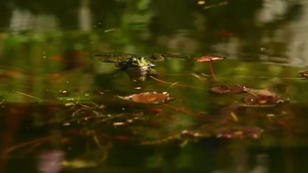 カエルが水中で泣いている ヨーロッパの一般的なカエル 膨張声帯と呼び出すPeplhylax Lessonae オスのプールカエルの繁殖 マーシュ フロッグ リアルタイム — ストック動画
