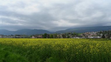 İlkbaharda kolza tohumu tarlasından geçen tren. Kırmızı ve beyaz tren, sarı çiçekler ve evler. Yverdons-les-bains, Vaud Canton, İsviçre.
